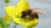 Diesel Exhaust Disrupts Bee's Sense of Smell 