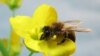 Scientists Say Air Pollution Threatens Honeybees