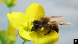 ARCHIVO - La imagen sin fecha muestra a una abeja, en una especie a la abeja que se le enseñó a reconocer el aroma de la flor de colza o canola. (Crédito de la foto: Tracey Newman).