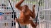 Salah satu dari 9 (sembilan) orangutan Sumatra yang berhasil dipulangkan dari Malaysia (courtesy: Kementerian Lingkungan Hidup dan Kehutanan).