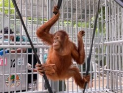 Salah satu dari 9 (sembilan) orangutan Sumatra yang berhasil dipulangkan dari Malaysia (courtesy: Kementerian Lingkungan Hidup dan Kehutanan).