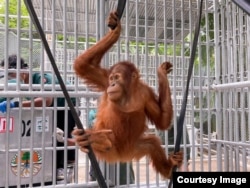 Salah satu dari sembilan orangutan Sumatra yang berhasil dipulangkan dari Malaysia (courtesy: Kementerian Lingkungan Hidup dan Kehutanan).