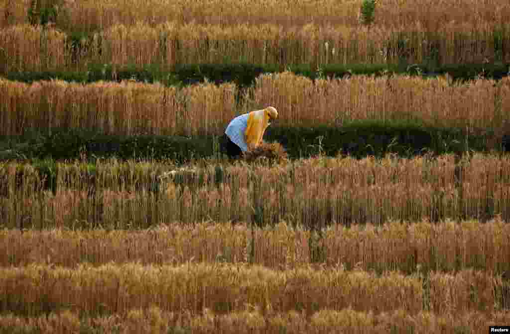 A farmer harvests wheat during the lockdown imposed by the government amid concerns about the spread of the coronavirus disease, in Lalitpur, Nepal. 