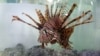 Underwater Robot to Hunt Lionfish to Help Protect Coral Reefs