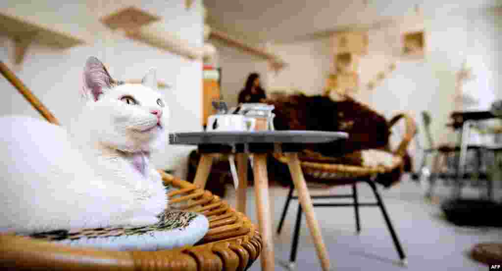 A cat lies on a chair in the first cat cafe in Amsterdam, the Netherlands. Already popular in Tokyo where there are dozens, cat cafes allow customers who cannot have a pet at home to enjoy a cup of something hot with a purring cat perched on their knees. 