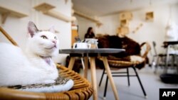 FILE - If a cat scratches your furniture, it may find itself "in the hot seat." But the cat pictured here is not concerned. It's a customer at the first cat cafe in Amsterdam, the Netherlands, April 21, 2015. (AFP PHOTO /ANP / KOEN VAN WEEL)