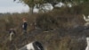 43 người thiệt mạng trong tai nạn máy bay ở Nga