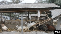 Kerusakan kandang ternak di Desa Asmorobangun Kecamatan Puncu Kabupaten Kediri, akibat letusan gunung Kelud (VOA/Petrus Riski)