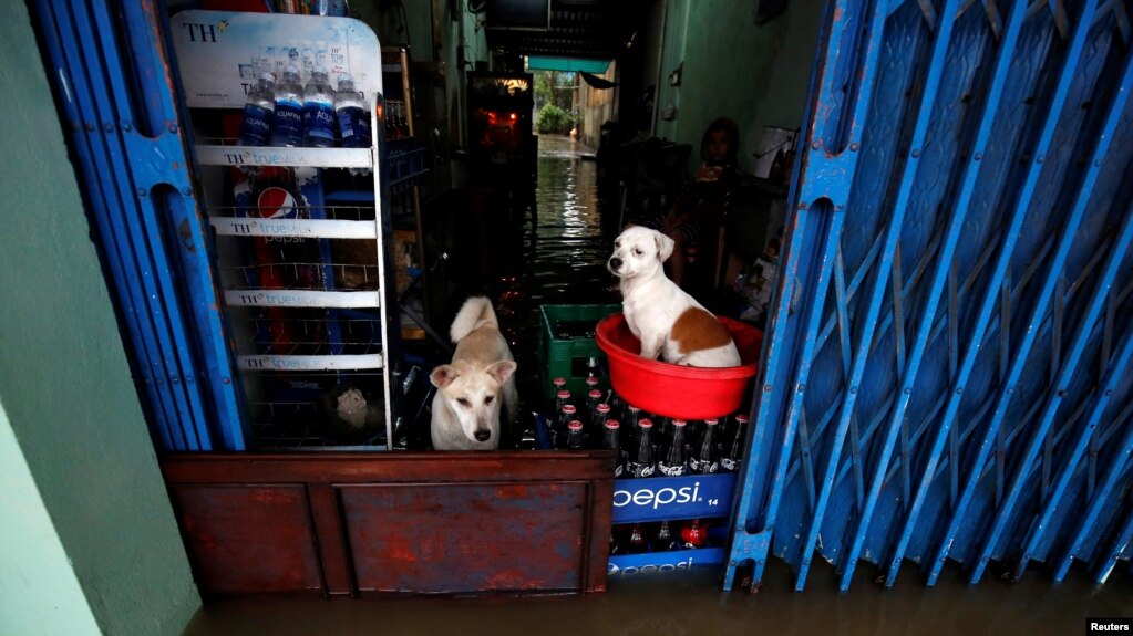 Mbwa wakiwa katika duka la vinywaji baada ya kukimbia mafuriko nchini Vietnam