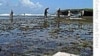 Pescado não chega. Pescadores e focas em concorrencia