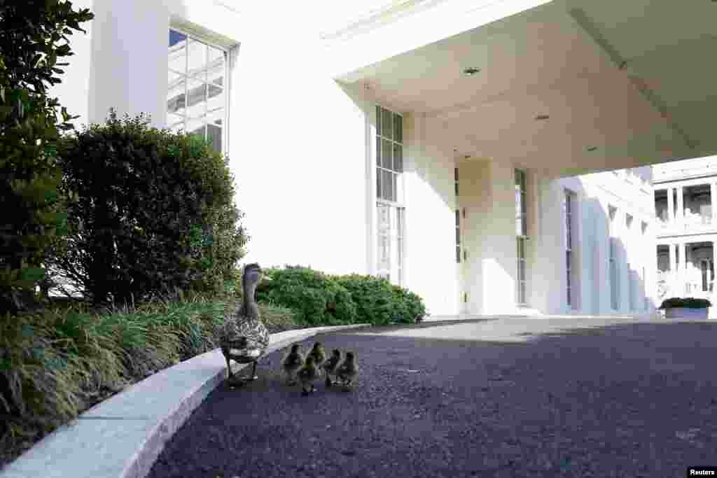 A slightly off-course mother duck leads her ducklings up to the entrance to the West Wing, home to U.S. President Barack Obama&#39;s Oval Office, on the White House grounds in Washington, D.C. 