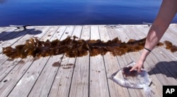 In this June 15, 2017 photo, a sample of a red shrub-like seaweed, bagged in sea water, collected in the waters off Appledore Island, Maine is displayed on a dock next to a blade of kelp. Kelp forests are critical to the fishing industry but are disappearing.