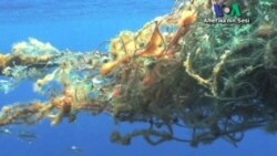 Okyanuslardaki Plastik Kirliliği Korkutuyor