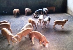 Isolasi babi menjadi jalan keluar mencegah penyebaran ASF. (Foto courtesy: Robi)