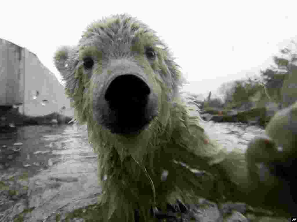 The female polar cub Finja walks through its enclosure at the Schoenbrunn Zoo in Vienna, Austria.