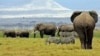นักอนุรักษ์ช้างชาวเคนย่าเดินเท้า 900 กม.จากบอสตันถึงวอชิงตัน เพื่อรณรงค์ให้เห็นปัญหาการฆ่าช้างในอาฟริกา