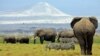 Tersangka Pemburu Gelap Gajah Melarikan Diri dari Pos Polisi Mozambik