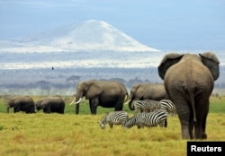 FILE - A family of elephants walk between zebras in Amboseli National Park in southeast Kenya, Aug. 22, 2004.