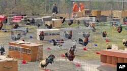 This March 23, 2018 photo provided by the Sevier County Sheriff's Office in De Queen, Arkansas, shows some of the 200 roosters seized during a raid at a cockfight, March 17, 2018.