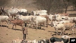 A herder in Kenya tends to his cattle, Aug 2010