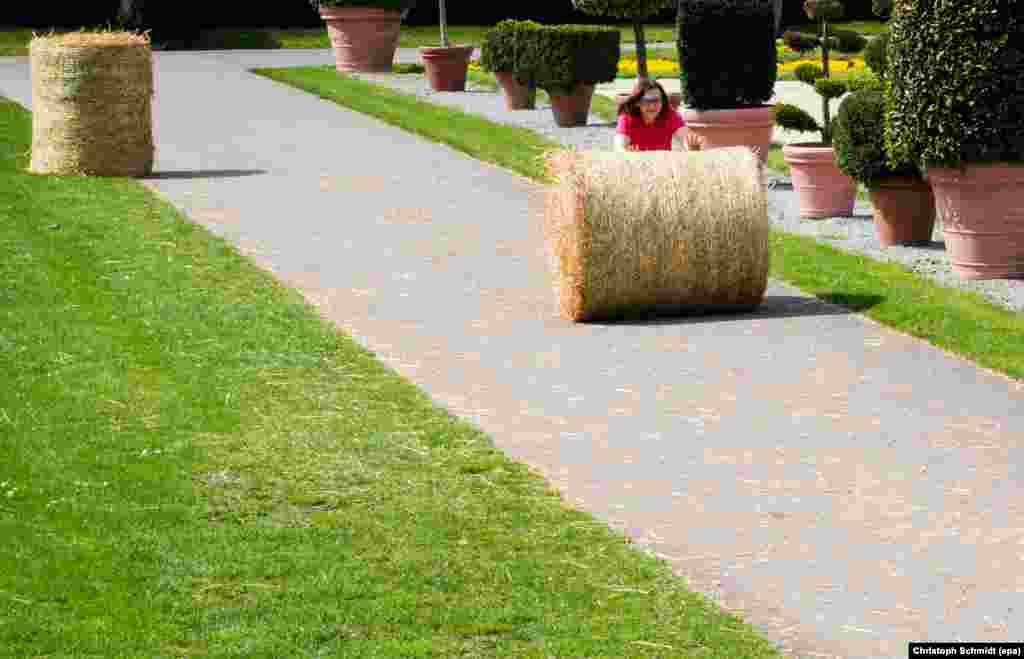 A participant attempts to roll a straw bale from one place to the next as quickly as possible at the Straw Bale Olympics in Ludwigsburg, Germany.