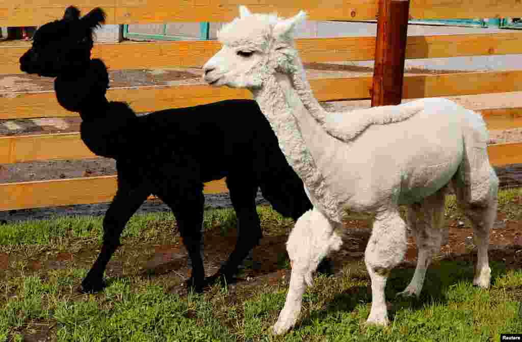 Alpacas Romeo (L) and Juliette, groomed for summer season, walk inside an open-air enclosure at the Royev Ruchey Zoo in the suburb of Krasnoyarsk, Siberia, Russia.