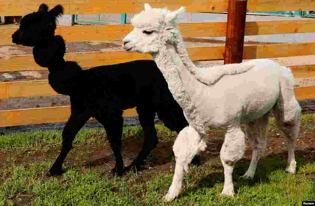 Sejoli Alpaca, Romeo (kiri) dan Juliette, berjalan di kandangnya di kebun binatang Royev Ruchey di pinggiran Krasnoyarsk, Siberia-Rusia.