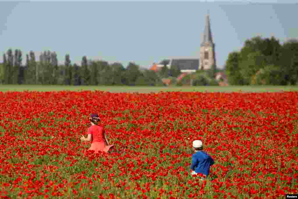 Anak-anak bermain di ladang bunga poppy (popi) di Aubigny-au-Bac, dekat Cambrai, Perancis.