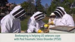 How Taking Care of Bees is Keeping US Veterans Grounded 