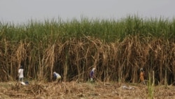 Pekerja memanen tebu di perkebunan negara di Sidoarjo, Jawa Timur, 3 Agustus 2011. (Foto: REUTERS/Sigit Pamungkas)