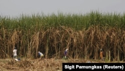 Pekerja memanen tebu di perkebunan negara di Sidoarjo, Jawa Timur, 3 Agustus 2011. (Foto: REUTERS/Sigit Pamungkas)