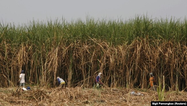 Pekerja memanen tebu di perkebunan negara di Sidoarjo, Jawa Timur, 3 Agustus 2011. (Foto: REUTERS/Sigit Pamungkas)