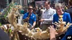 .S. Fish and Wildlife Director Dan Ashe, center, and U.S. Secretary of Interior Sally Jewell, right, prepare to select confiscated illegal ivory to crush.