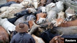 Un reciente estudio revela los costos para el medioambiente de la producción de carne de vaca.