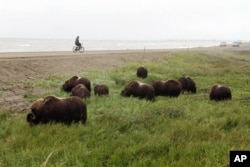 Lance Thomas, of Nome, Alaska, watches a herd of wild musk oxen, which were roaming the Nome-Council Road, along the Bering Sea coast just outside Nome, Alaska, Saturday, Aug. 20, 2016.