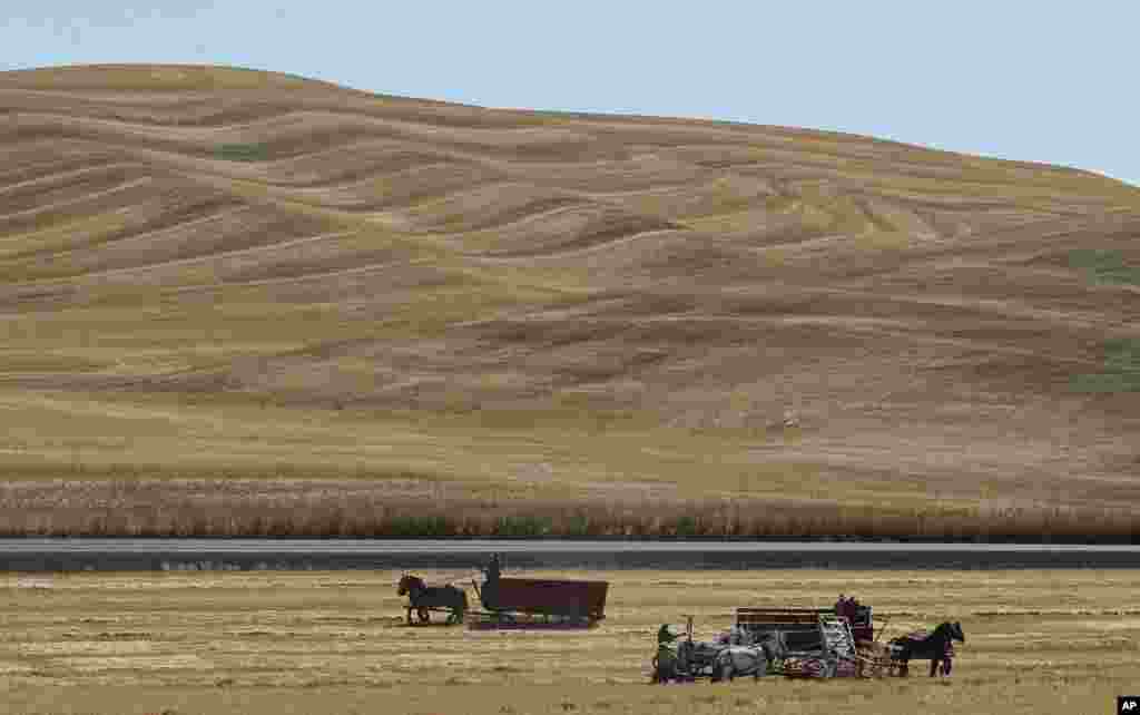 Teams of horses and mules are used to harvest barley on a field near Colfax, Washington, during an annual demonstration by members of the Palouse Empire Threshing Bee Association, a group dedicated to preserving the way land was farmed decades ago.