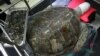 La tortue aux 915 pièces de monnaie réapprend à nager en Thaïlande