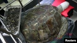 Omsin, a 25 year old femal green sea turtle, rests next to a tray of coins that were removed from her stomach after a surgical operation at the Faculty of Veterinary Science, Chulalongkorn University in Bangkok, Thailand, March 6, 2017. 