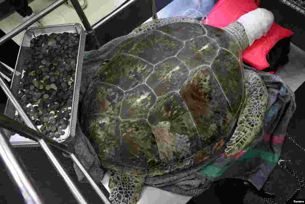 Omsin, a 25-year-old female green sea turtle, rests after coins were removed from her stomach at the Faculty of Veterinary Science, Chulalongkorn University in Bangkok, Thailand, March 6, 2017.During the seven-hour-long operation, veterinarians removed 915 coins from the turtle which had been swallowing items thrown into her pool for good luck, eventually limiting her ability to swim.