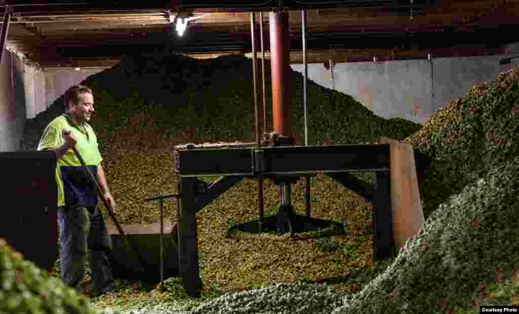 A South African Brewery employee sorts mounds of hops in preparation for brewing some of the nation's popular standard labels. (photo courtesy South African Breweries)