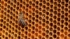 Insecticida amenaza población de abejas 