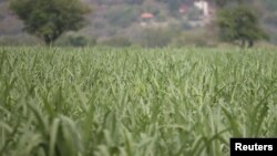 FILE - A sugar cane field is pictured in Zacatepec de Hidalgo, in Morelos state, Mexico, May 31, 2017.