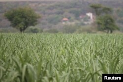 FILE - A sugar cane field is pictured in Zacatepec de Hidalgo, in Morelos state, Mexico, May 31, 2017.