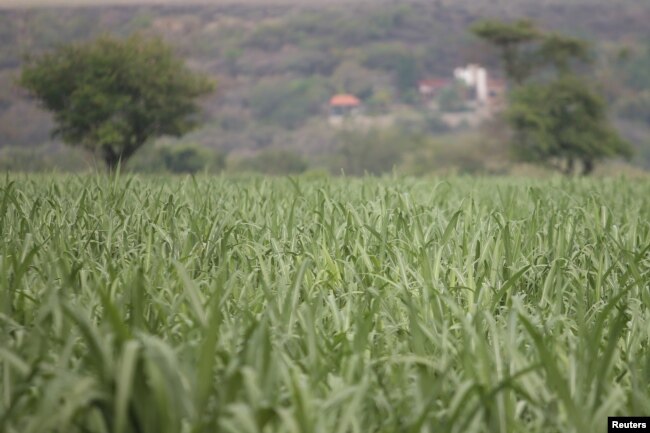 FILE - A sugar cane field is pictured in Zacatepec de Hidalgo, in Morelos state, Mexico, May 31, 2017.