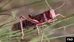 A locust devouring vegetation in Morocco, July 2004. ©FAO/Giampiero Diana