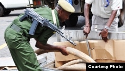 Some of the 2 tons of elephant ivory seized in Interpol’s Operation Worthy. (Kenyan Wildlife Service 2012)