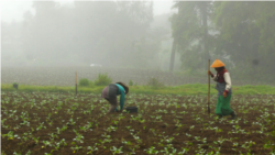 Petani menanam tembakau di Wonosobo, Jawa Tengah. (Foto: VOA/Nurhadi)