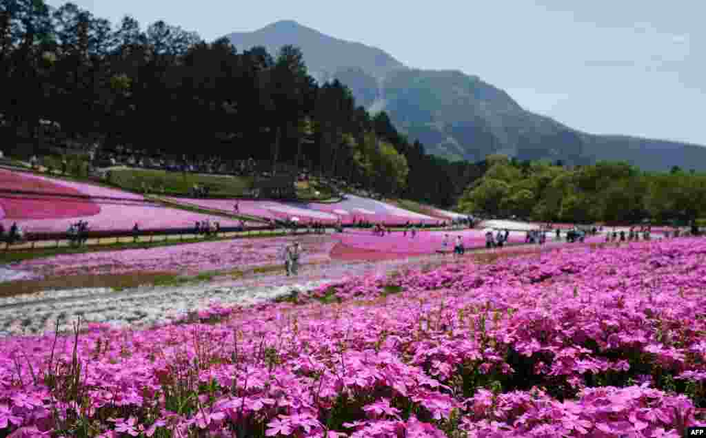 Visitors stroll in the Hitsujiyama Park covered with moss phlox in full bloom in Chichibu, suburban Tokyo. The blossoming flowers are expected to attract many visitors until the upcoming Japanese &quot;Golden Week&quot; holiday season in late April and early May.