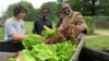 Urban Farms Bloom in Concrete Desert