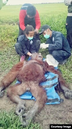 Petugas Balai KSDA Kalimantan Tengah merawat orangutan jantan yang ditemukan dalam kondisi luka-luka di Desa Pempuyang, Kecamatan Teluk Sampit, Kabupaten Kotawaringin Timur (Foto: KLHK).